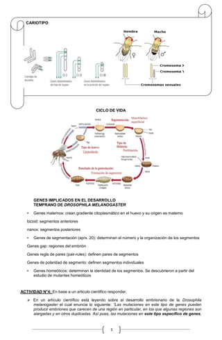 3
CARIOTIPO
CICLO DE VIDA
GENES IMPLICADOS EN EL DESARROLLO
TEMPRANO DE DROSOPHILA MELANOGASTER
• Genes maternos: crean gradiente citoplasmático en el huevo y su origen es materno
bicoid: segmentos anteriores
nanos: segmentos posteriores
• Genes de segmentación (aprx. 20): determinan el número y la organización de los segmentos
Genes gap: regiones del embrión
Genes regla de pares (pair-rules): definen pares de segmentos
Genes de polaridad de segmento: definen segmentos individuales
• Genes homeóticos: determinan la identidad de los segmentos. Se descubrieron a partir del
estudio de mutantes homeóticos
ACTIVIDAD N°4: En base a un articulo cientifico responder.
 En un artículo científico está leyendo sobre el desarrollo embrionario de la Drosophila
melanogaster el cual enuncia lo siguiente: “Las mutaciones en este tipo de genes pueden
producir embriones que carecen de una región en particular, en los que algunas regiones son
alargadas y en otros duplicadas. Así pues, las mutaciones en este tipo específico de genes,
 