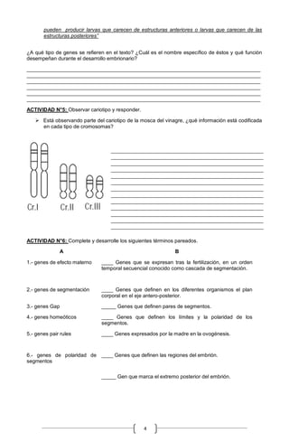 4
pueden producir larvas que carecen de estructuras anteriores o larvas que carecen de las
estructuras posteriores”
¿A qué tipo de genes se refieren en el texto? ¿Cuál es el nombre específico de éstos y qué función
desempeñan durante el desarrollo embrionario?
_________________________________________________________________________________
_________________________________________________________________________________
_________________________________________________________________________________
_________________________________________________________________________________
_________________________________________________________________________________
_________________________________________________________________________________
ACTIVIDAD N°5: Observar cariotipo y responder.
 Está observando parte del cariotipo de la mosca del vinagre, ¿qué información está codificada
en cada tipo de cromosomas?
ACTIVIDAD N°6: Complete y desarrolle los siguientes términos pareados.
A B
1.- genes de efecto materno ____ Genes que se expresan tras la fertilización, en un orden
temporal secuencial conocido como cascada de segmentación.
2.- genes de segmentación ____ Genes que definen en los diferentes organismos el plan
corporal en el eje antero-posterior.
3.- genes Gap _____ Genes que definen pares de segmentos.
4.- genes homeóticos ____ Genes que definen los límites y la polaridad de los
segmentos.
5.- genes pair rules ____ Genes expresados por la madre en la ovogénesis.
6.- genes de polaridad de
segmentos
____ Genes que definen las regiones del embrión.
_____ Gen que marca el extremo posterior del embrión.
___________________________________________________________
___________________________________________________________
___________________________________________________________
___________________________________________________________
___________________________________________________________
___________________________________________________________
___________________________________________________________
___________________________________________________________
___________________________________________________________
___________________________________________________________
___________________________________________________________
___________________________________________________________
___________________________________________________________
 
