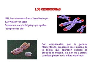 1841, los cromosomas fueron descubiertos por
Karl Wilhelm von Nägeli
Cromosoma procede del griego que significa
"cuerpo que se tiñe“
Son corpúsculos, por lo general
filamentosos, presentes en el núcleo de
la célula, que aparecen cuando se
produce la mitosis. Se dan de a pares.
La mitad paterna y la mitad maternos.
 