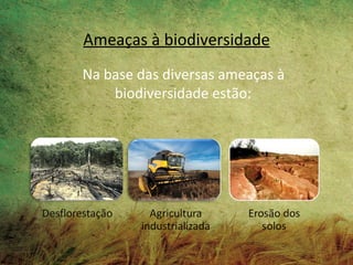 Ameaças à biodiversidade
Na base das diversas ameaças à
    biodiversidade estão:
 