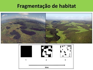 Fragmentação de habitat

 