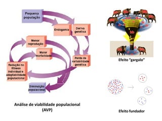 Efeito “gargalo”

Análise de viabilidade populacional
(AVP)

Efeito fundador

 