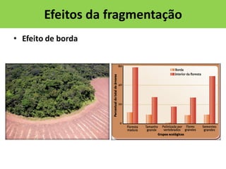 Efeitos da fragmentação
• Efeito de borda

 