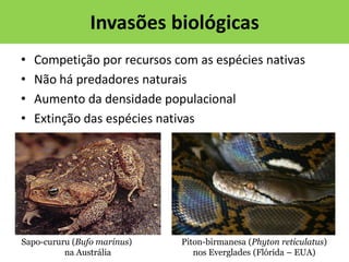 Invasões biológicas
•
•
•
•

Competição por recursos com as espécies nativas
Não há predadores naturais
Aumento da densidade populacional
Extinção das espécies nativas

Sapo-cururu (Bufo marinus)
na Austrália

Piton-birmanesa (Phyton reticulatus)
nos Everglades (Flórida – EUA)

 