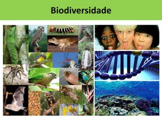 Biodiversidade

 