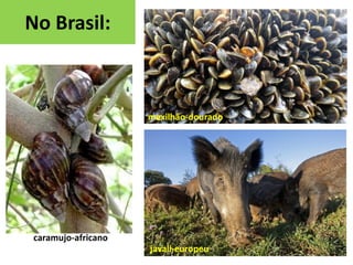 No Brasil:

mexilhão-dourado

caramujo-africano
javali-europeu

 