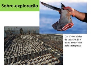 Sobre-exploração

Das 270 espécies
de tubarão, 55%
estão ameaçadas
pela sobrepesca

 