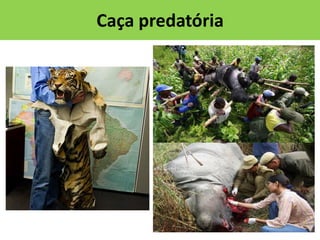 Caça predatória

 