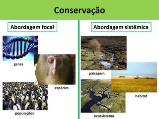 Conservação
Abordagem focal

Abordagem sistêmica

genes
paisagem

espécies
habitat

populações

ecossistema

 
