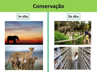 Conservação
In situ

Ex situ

 