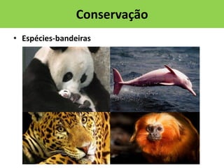 Conservação
• Espécies-bandeiras

 