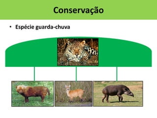 Conservação
• Espécie guarda-chuva

 