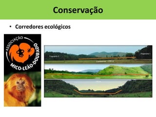 Conservação
• Corredores ecológicos

 