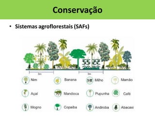 Conservação
• Sistemas agroflorestais (SAFs)

 