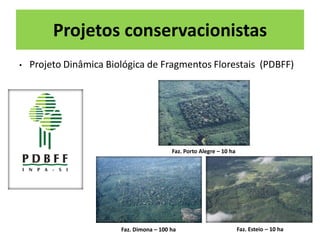 Projetos conservacionistas
•

Projeto Dinâmica Biológica de Fragmentos Florestais (PDBFF)

Faz. Porto Alegre – 10 ha

Faz. Dimona – 100 ha

Faz. Esteio – 10 ha

 