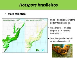 Hotspots brasileiros
• Mata atlântica
• 1500 – 1300000 km² (15%

do território nacional)
• Atualmente – 4% área

original e 4% floresta
secundária
• 70% das spp de animais

ameaçadas no Brasil

 