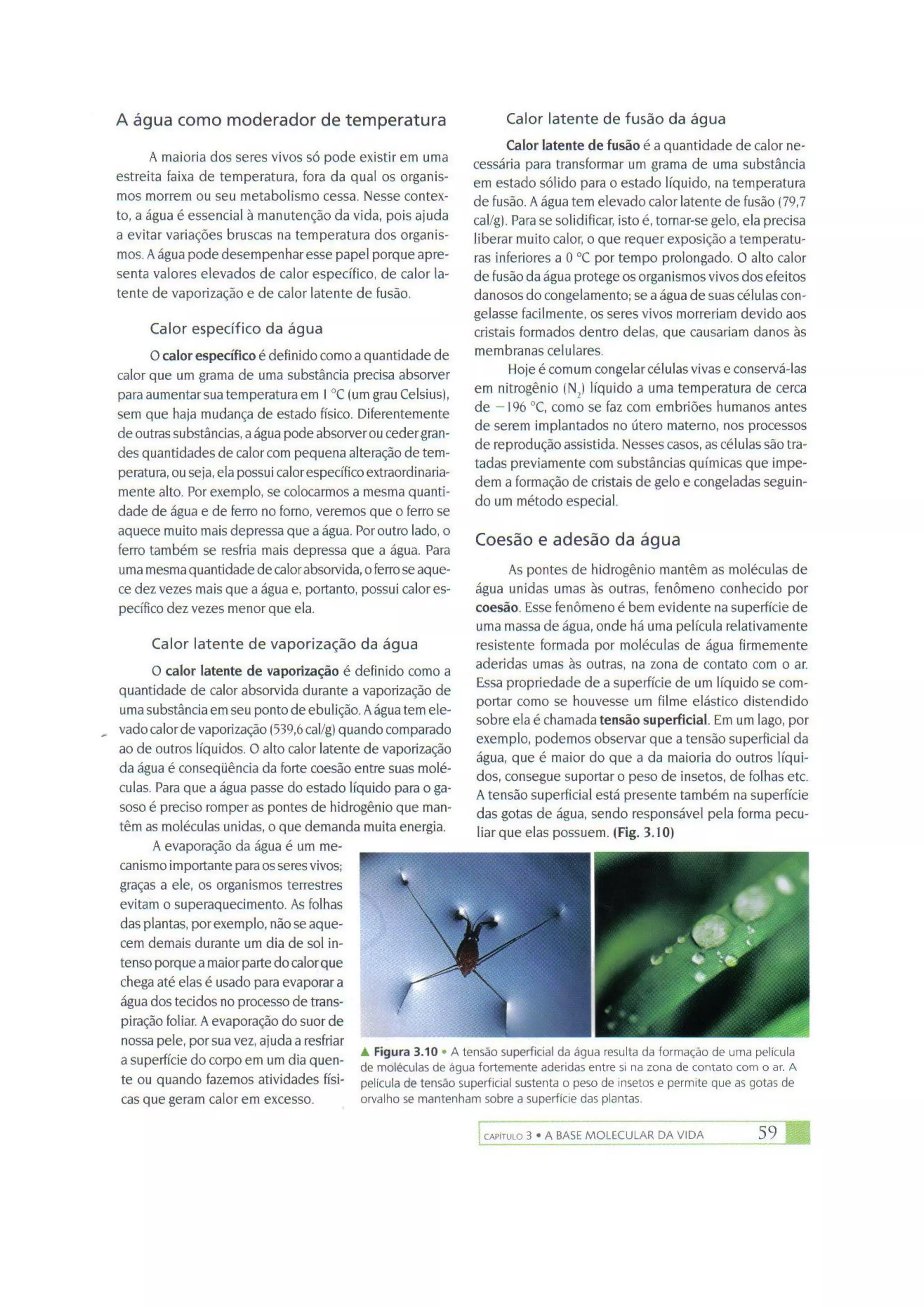 Biologia das células volume 1 (amabis e martho)