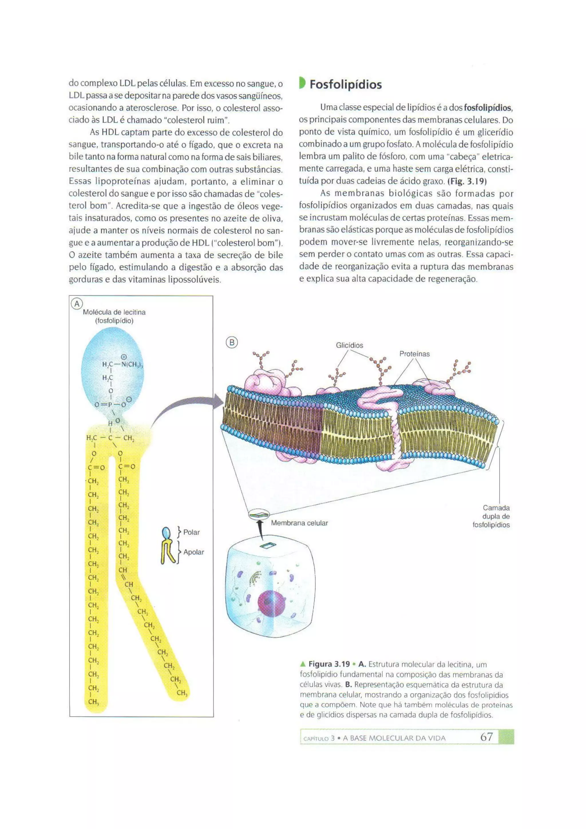 Biologia das células volume 1 (amabis e martho)