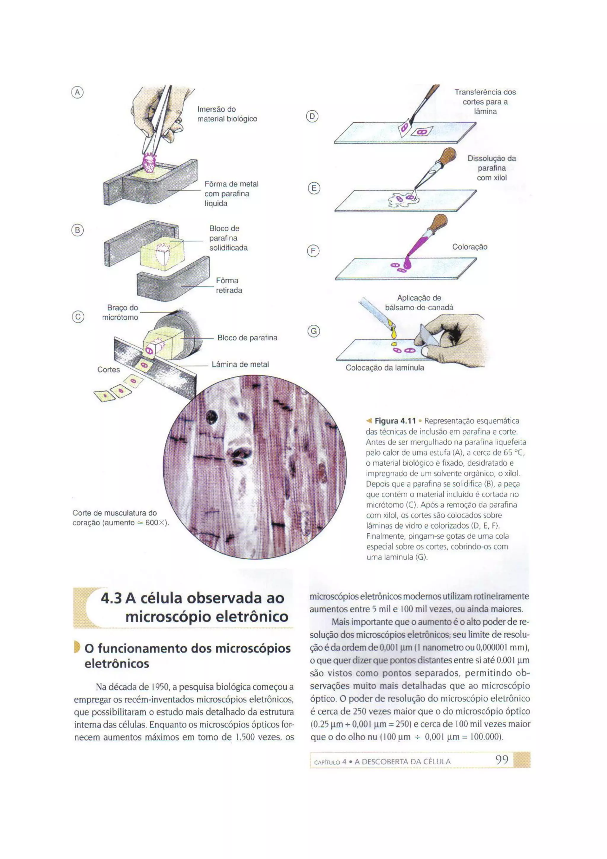 Biologia das células volume 1 (amabis e martho)
