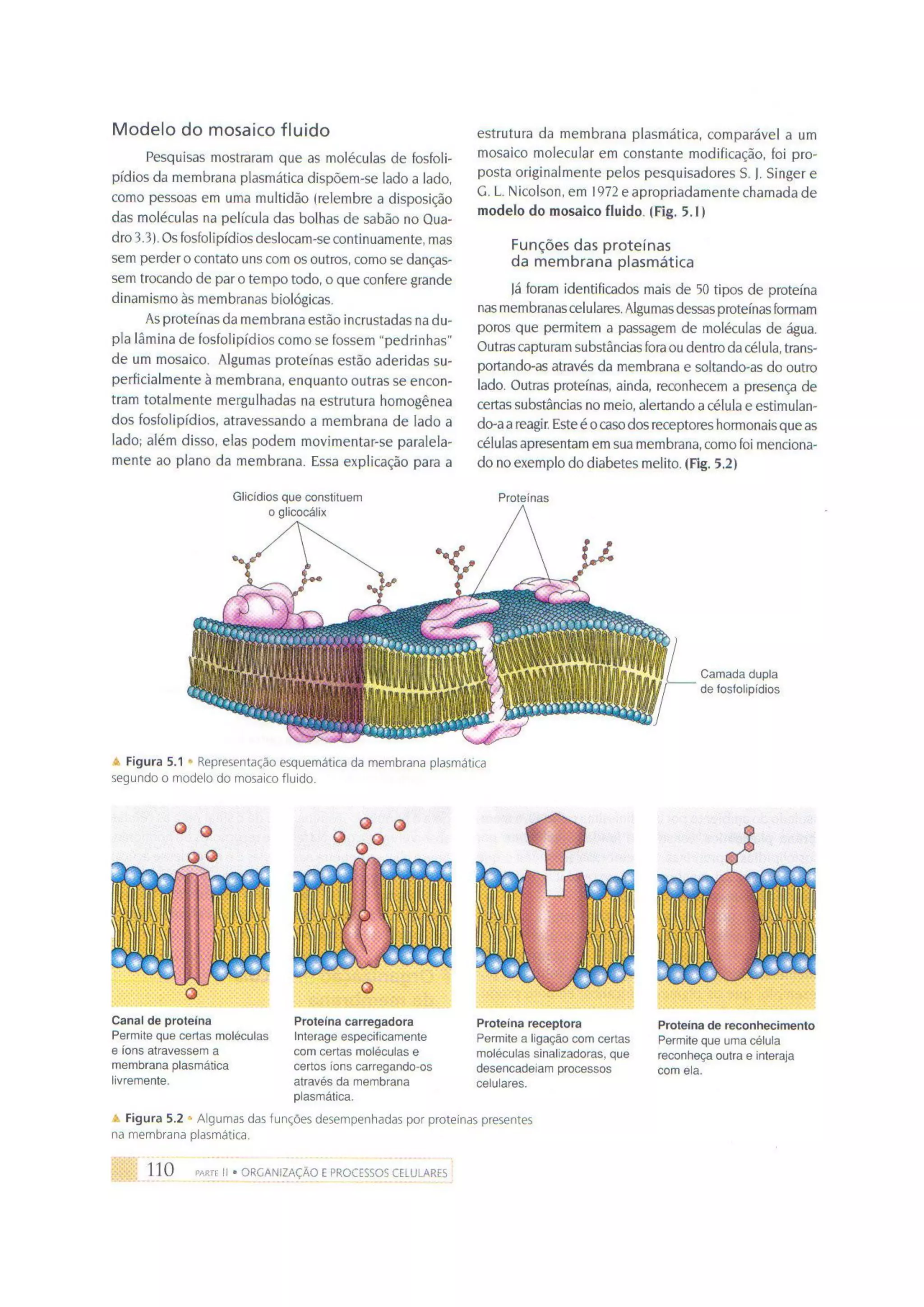 Biologia das células volume 1 (amabis e martho)