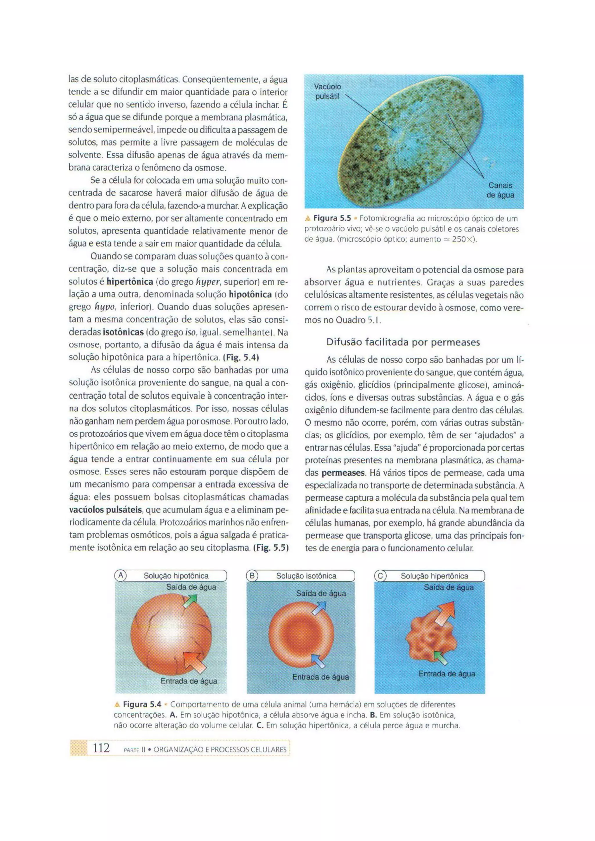 Biologia das células volume 1 (amabis e martho)