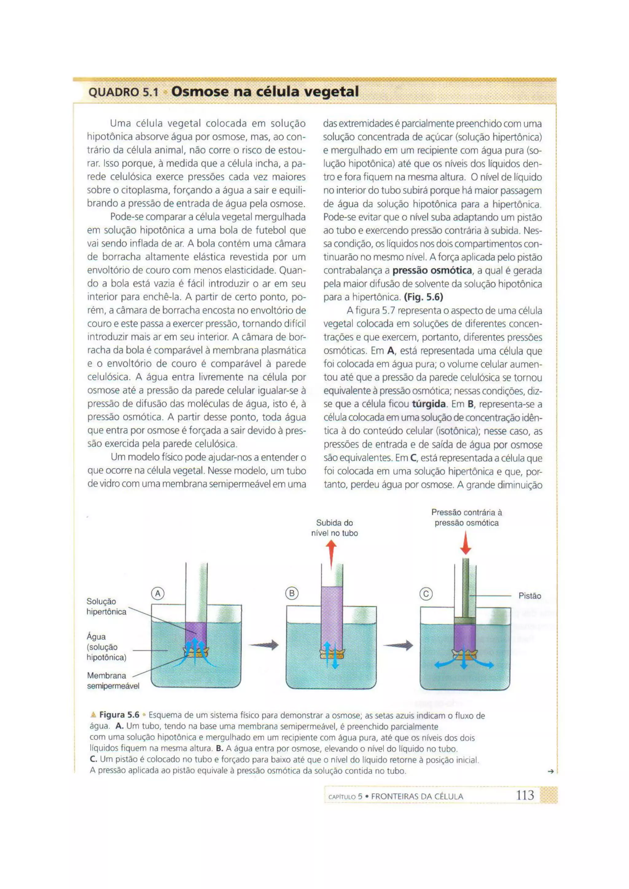 Biologia das células volume 1 (amabis e martho)