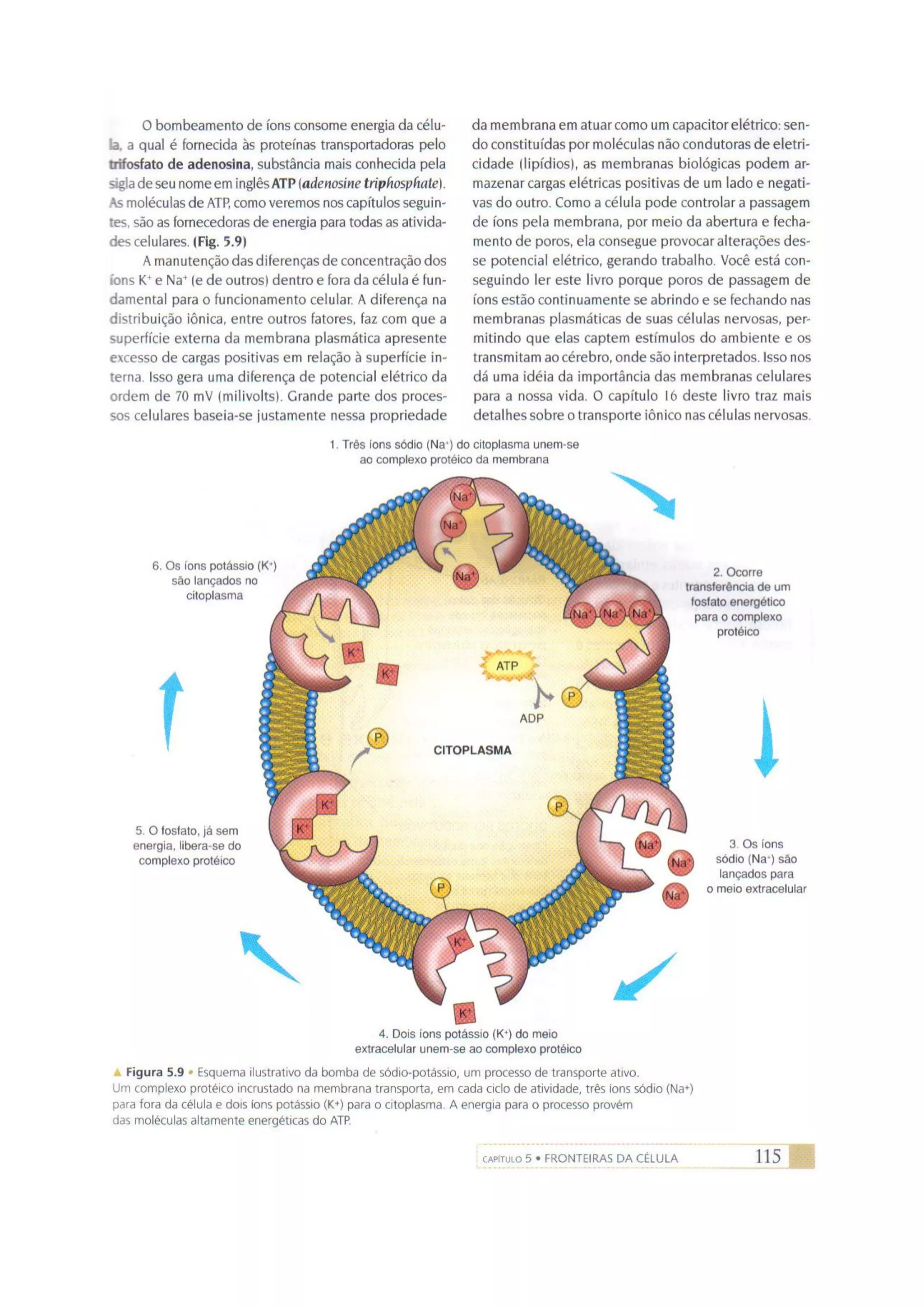 Biologia das células volume 1 (amabis e martho)