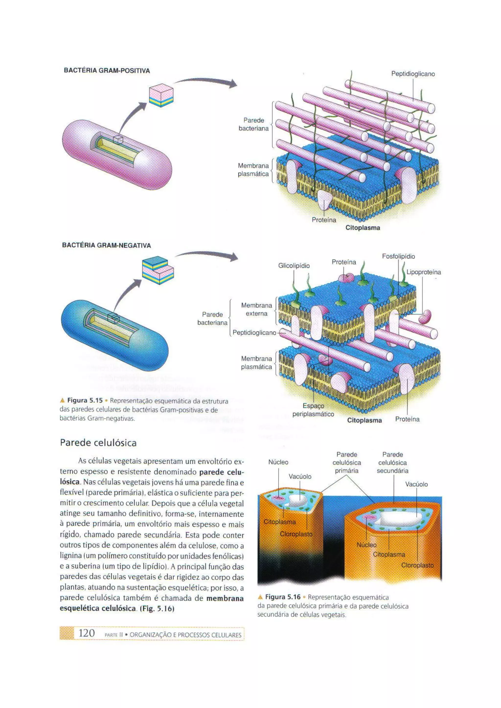 Biologia das células volume 1 (amabis e martho)