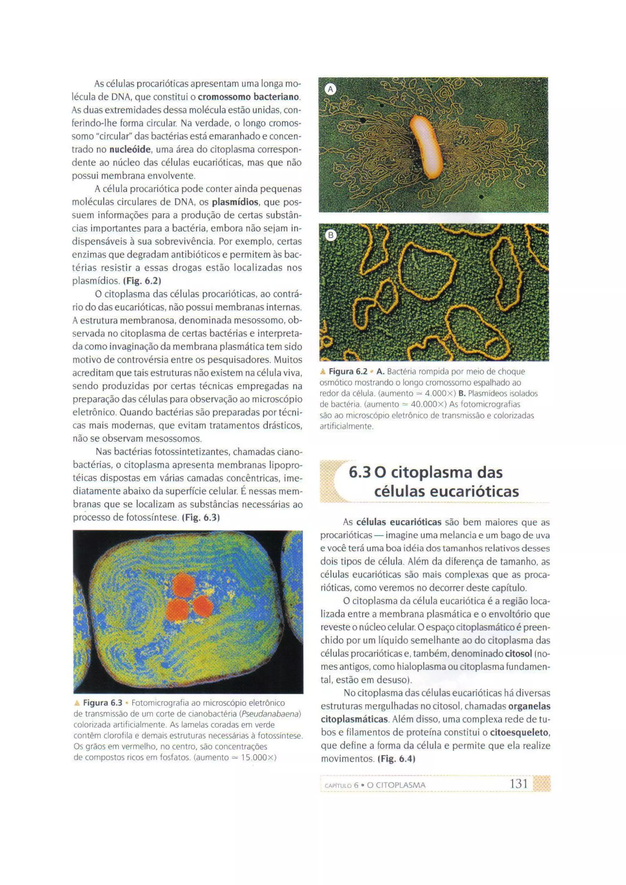 Biologia das células volume 1 (amabis e martho)