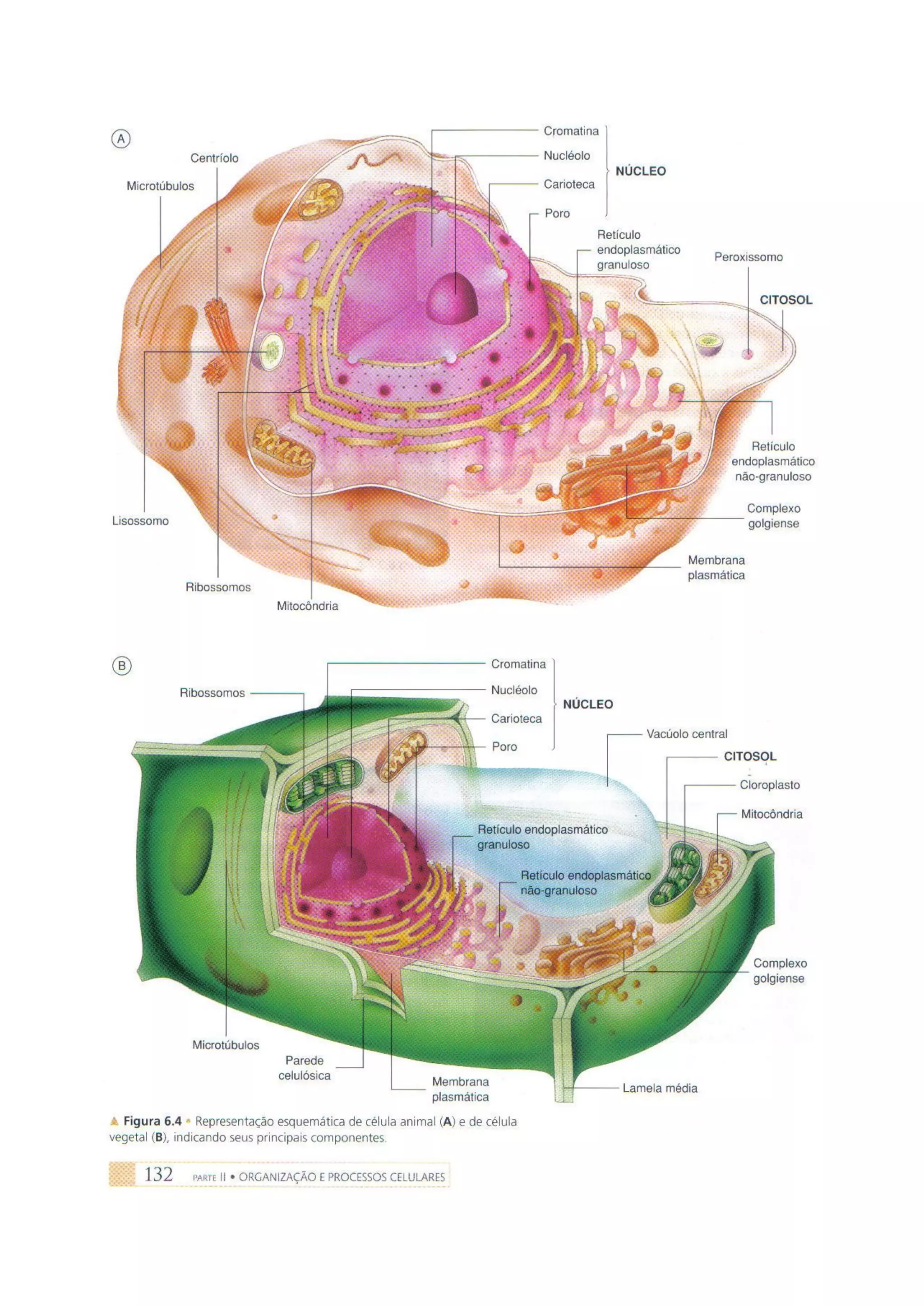 Biologia das células volume 1 (amabis e martho)