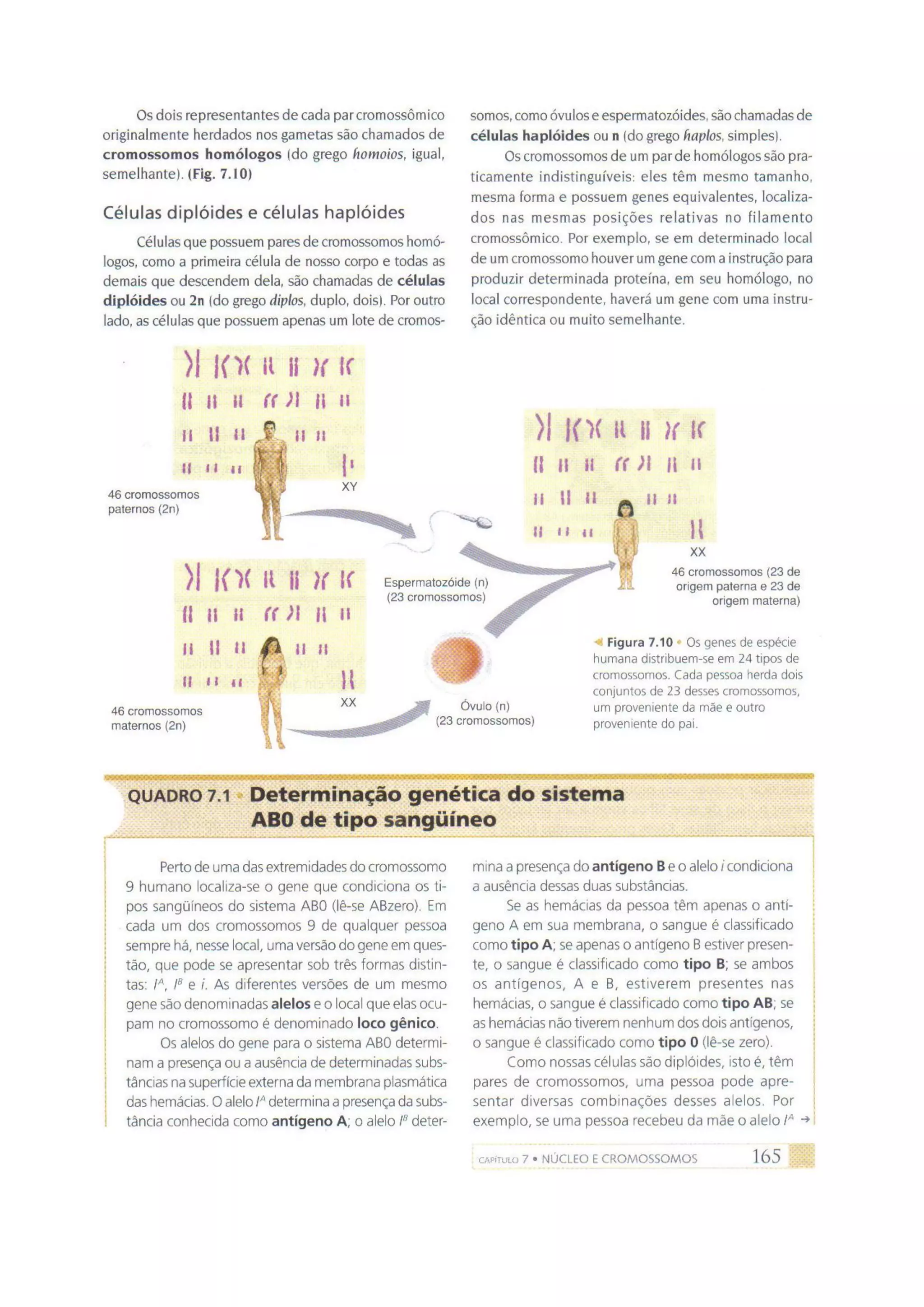 Biologia das células volume 1 (amabis e martho)