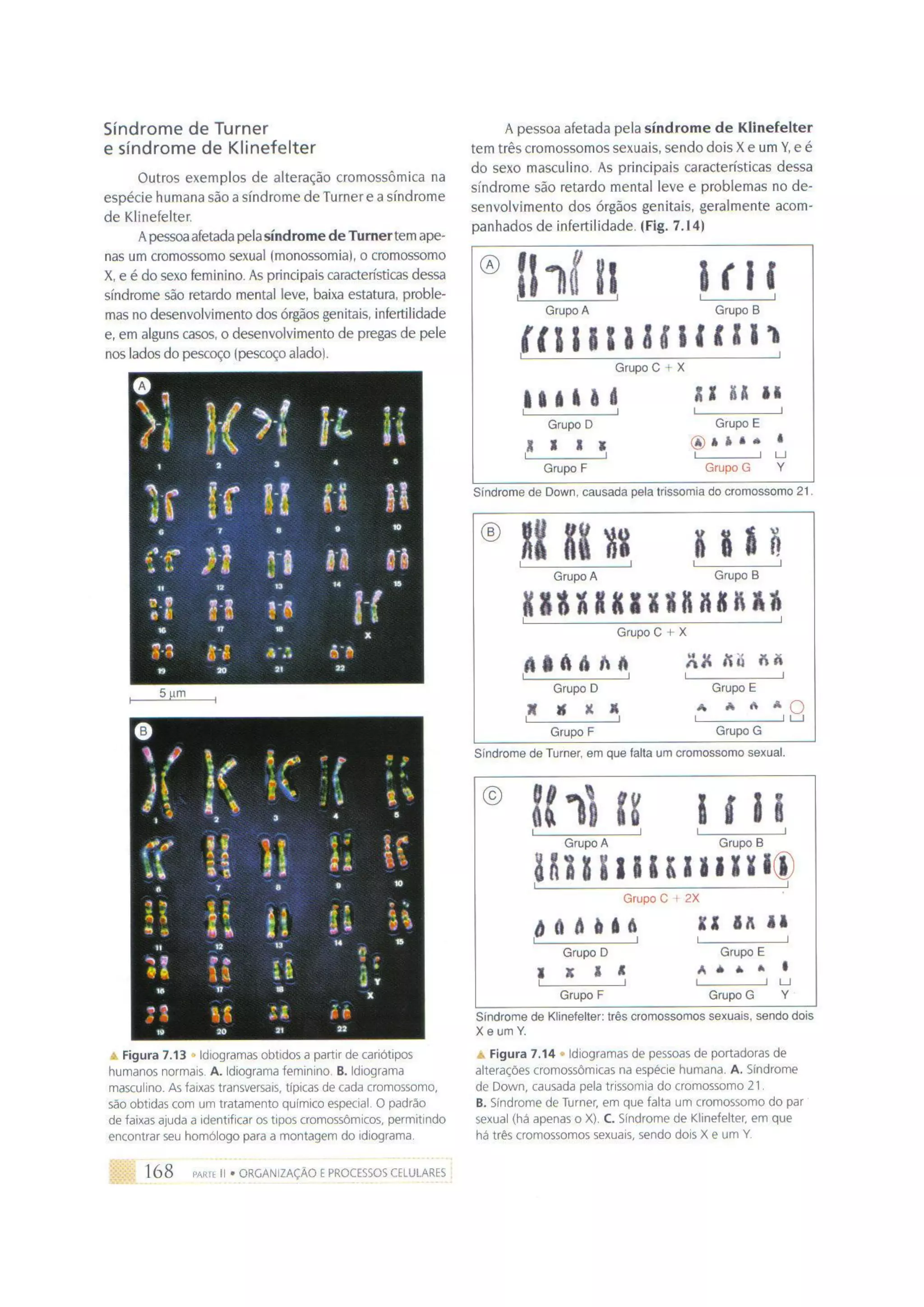 Biologia das células volume 1 (amabis e martho)