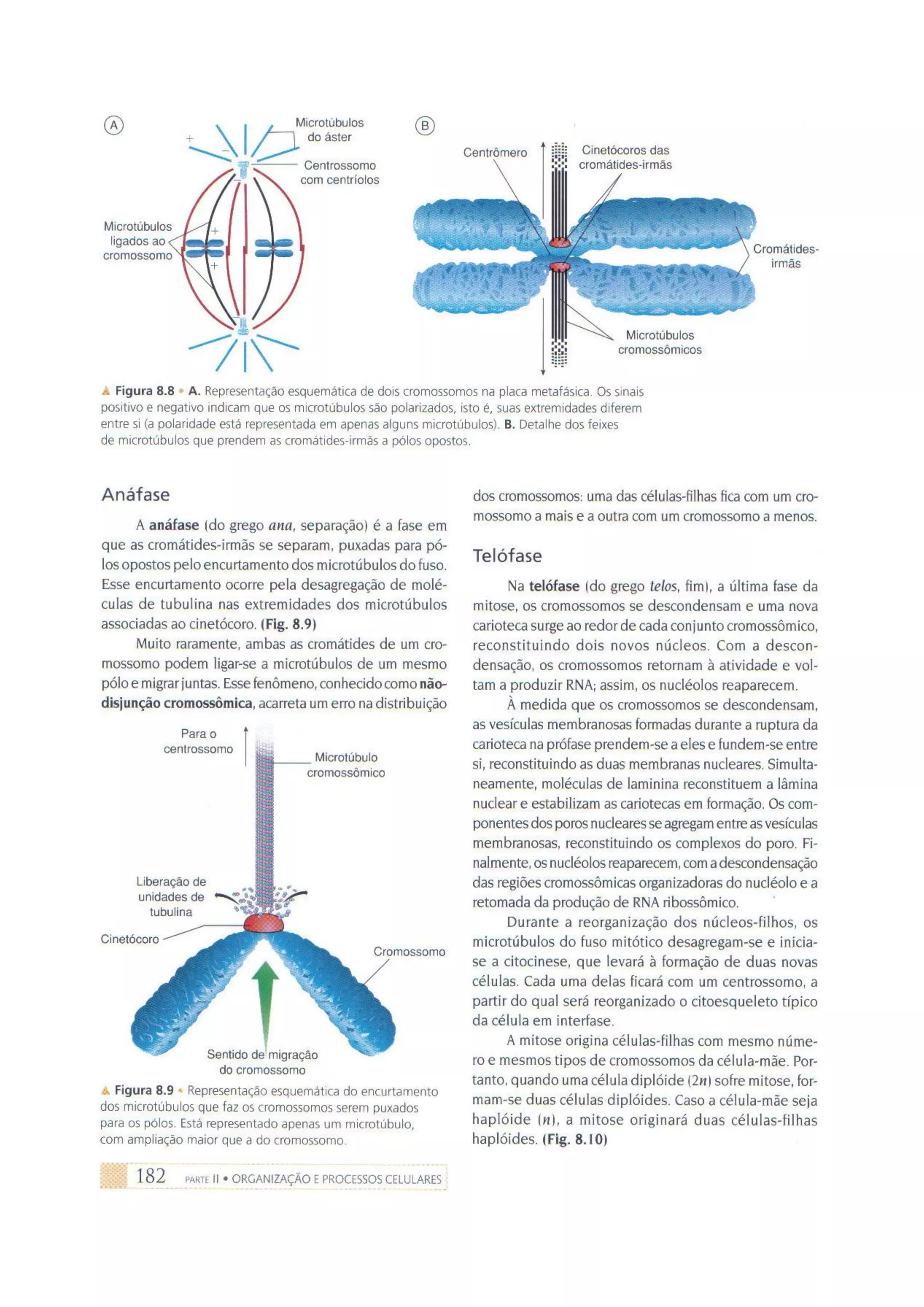 Biologia das células volume 1 (amabis e martho)