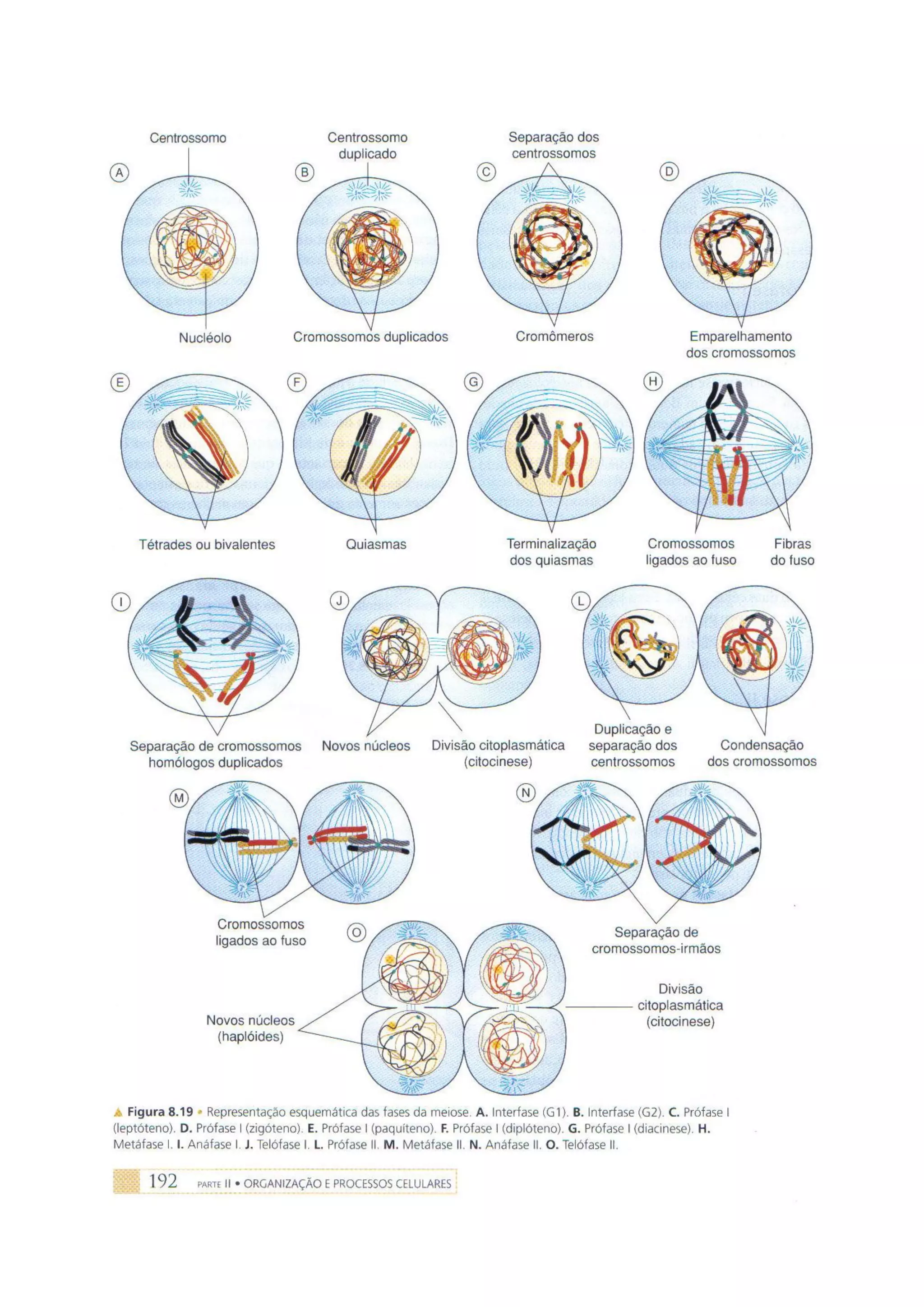Biologia das células volume 1 (amabis e martho)