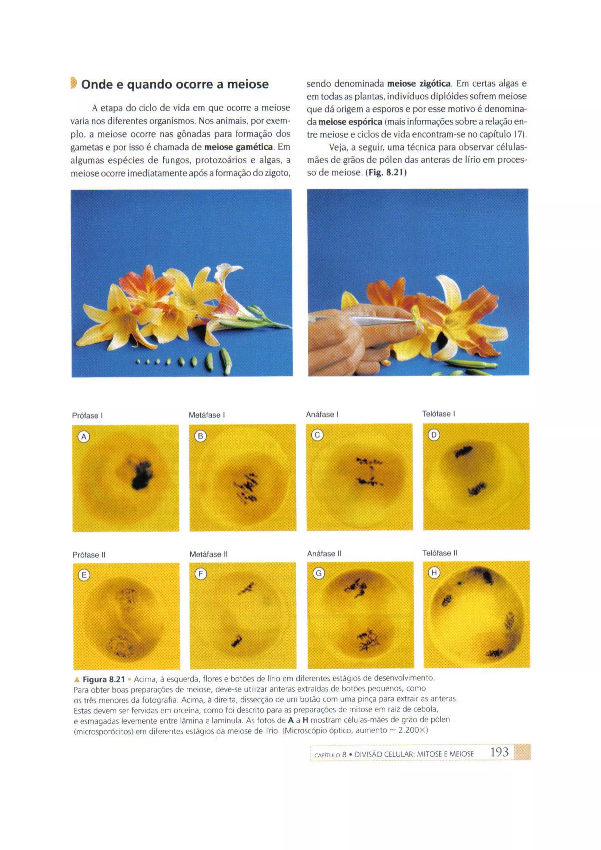Biologia das células volume 1 (amabis e martho)