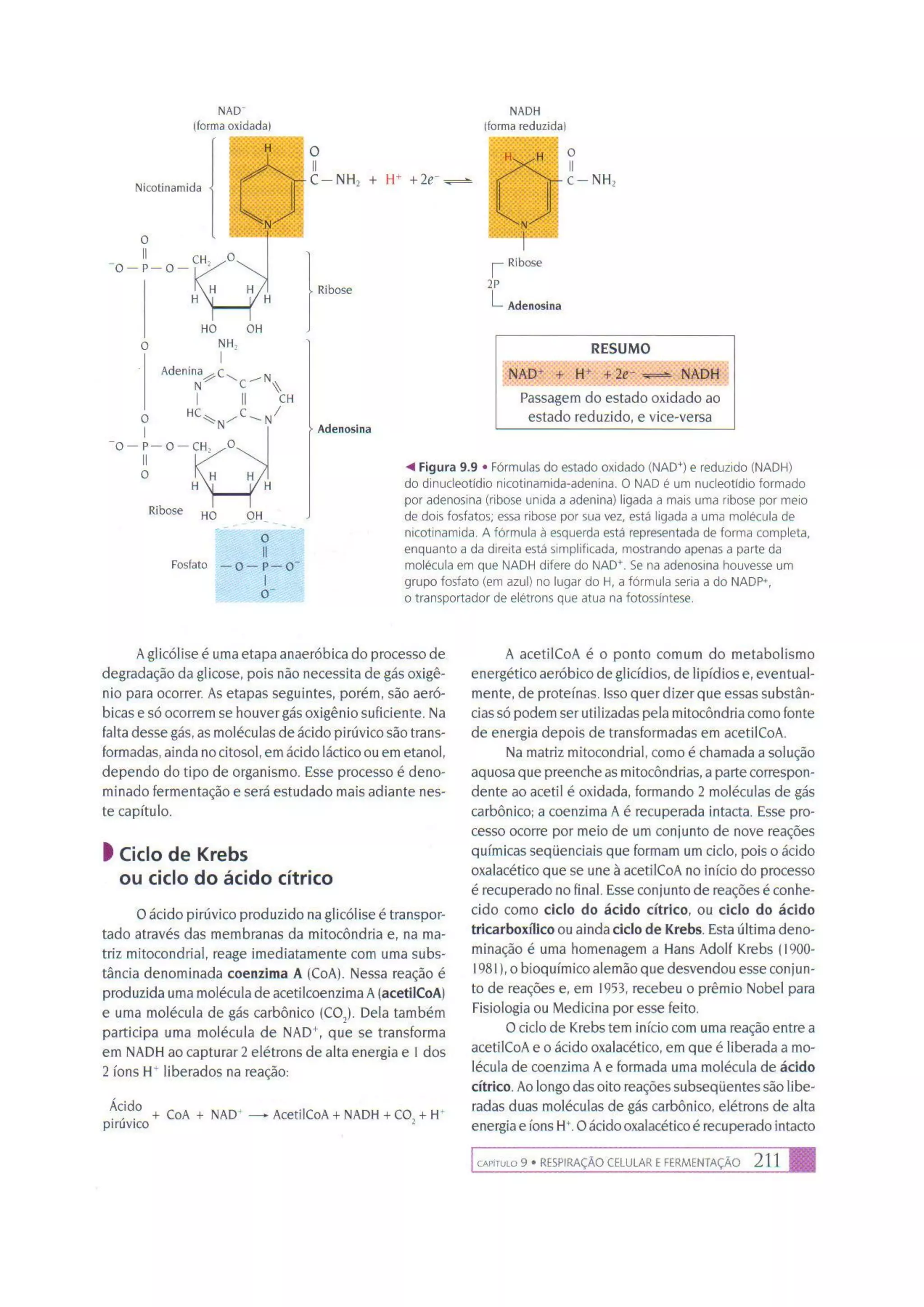 Biologia das células volume 1 (amabis e martho)