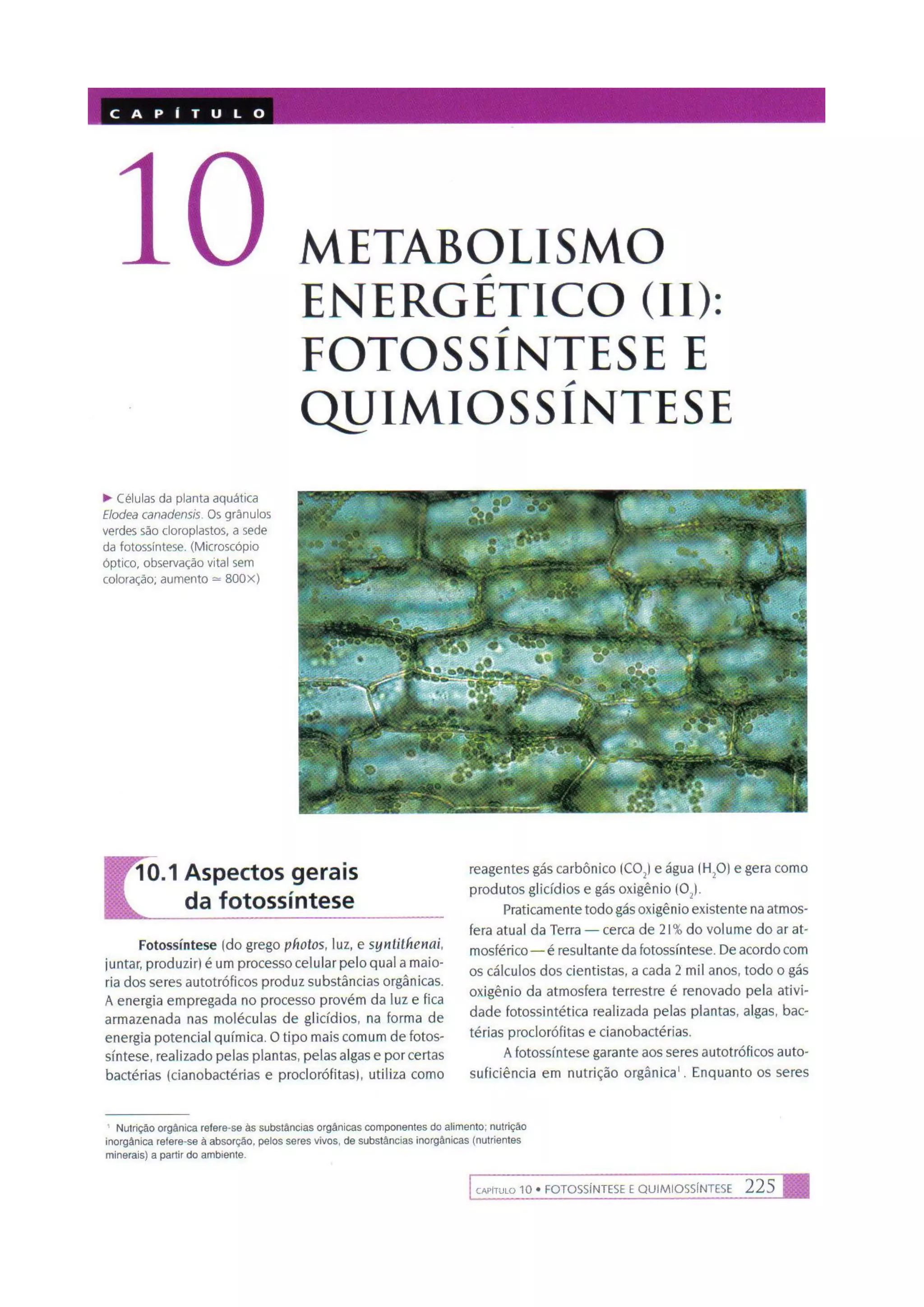 Biologia das células volume 1 (amabis e martho)