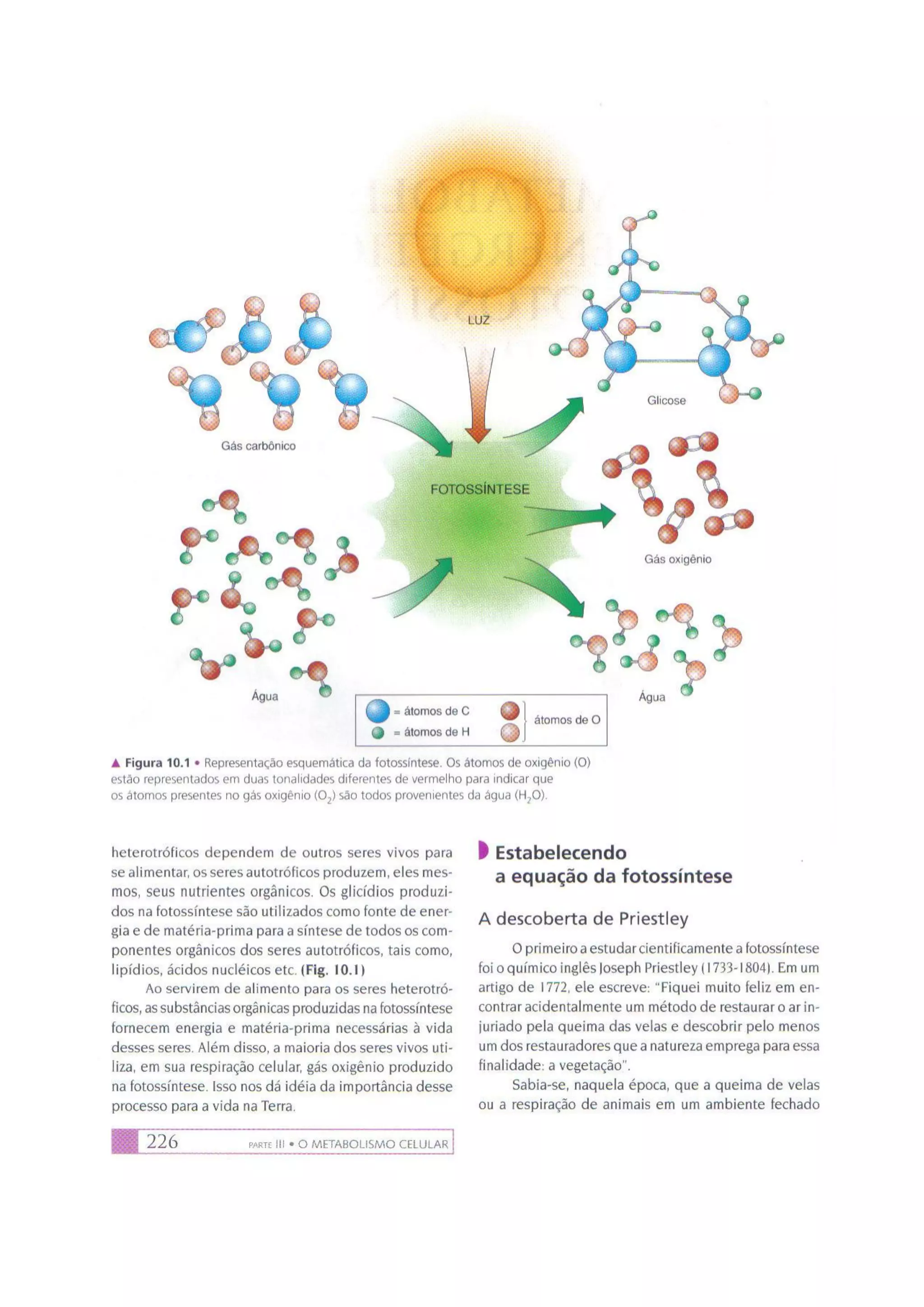 Biologia das células volume 1 (amabis e martho)
