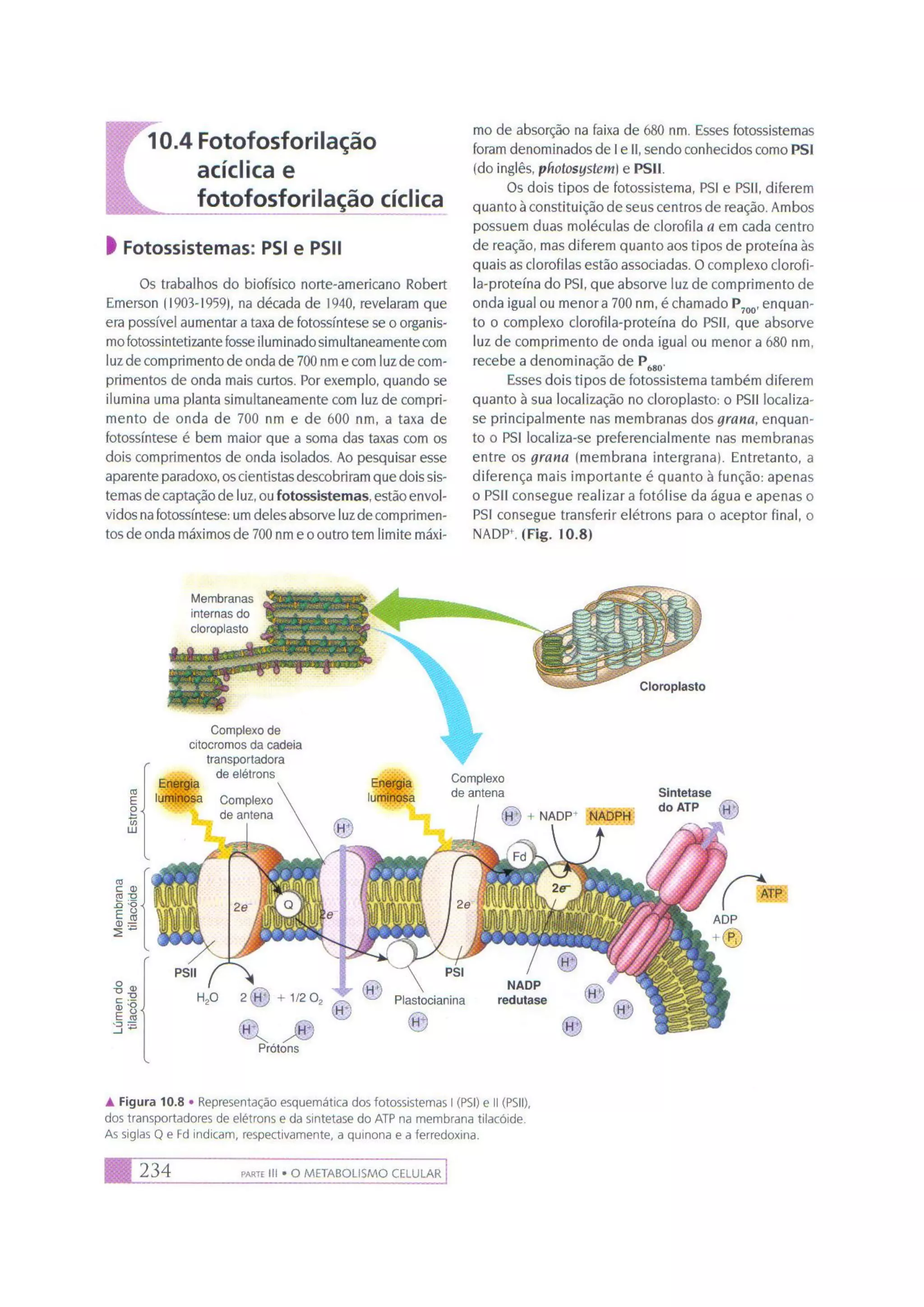 Biologia das células volume 1 (amabis e martho)