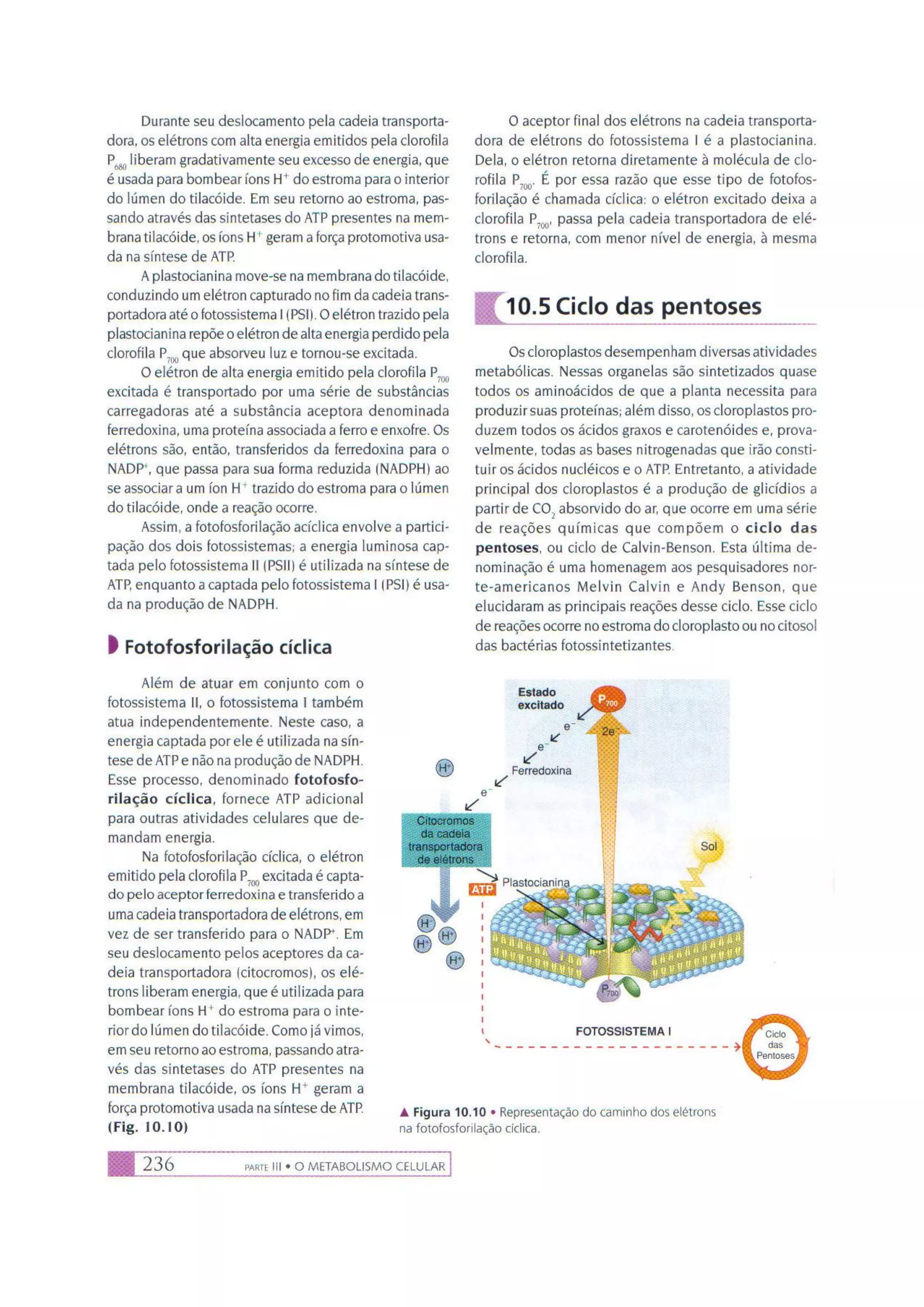 Biologia das células volume 1 (amabis e martho)