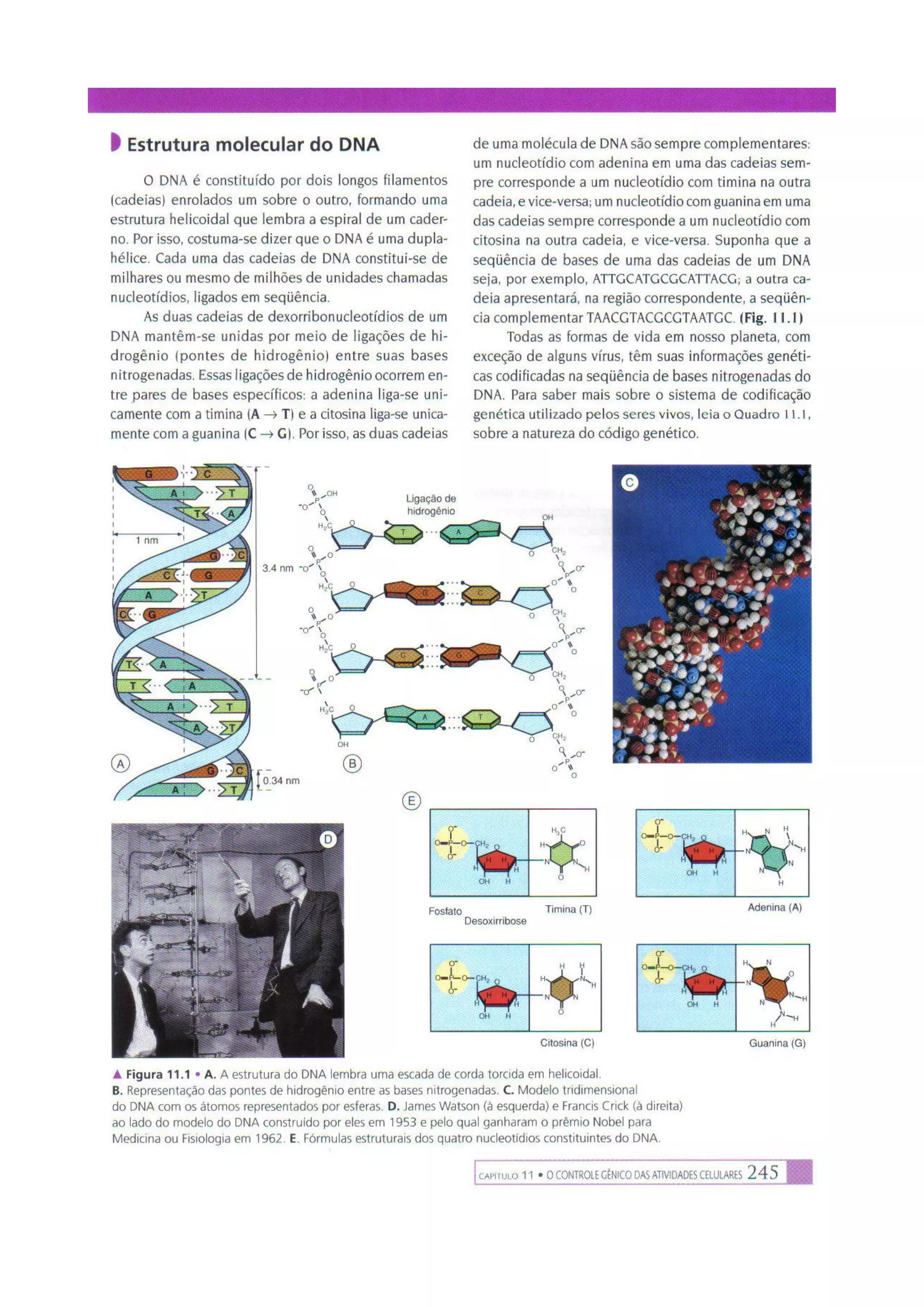 Biologia das células volume 1 (amabis e martho)