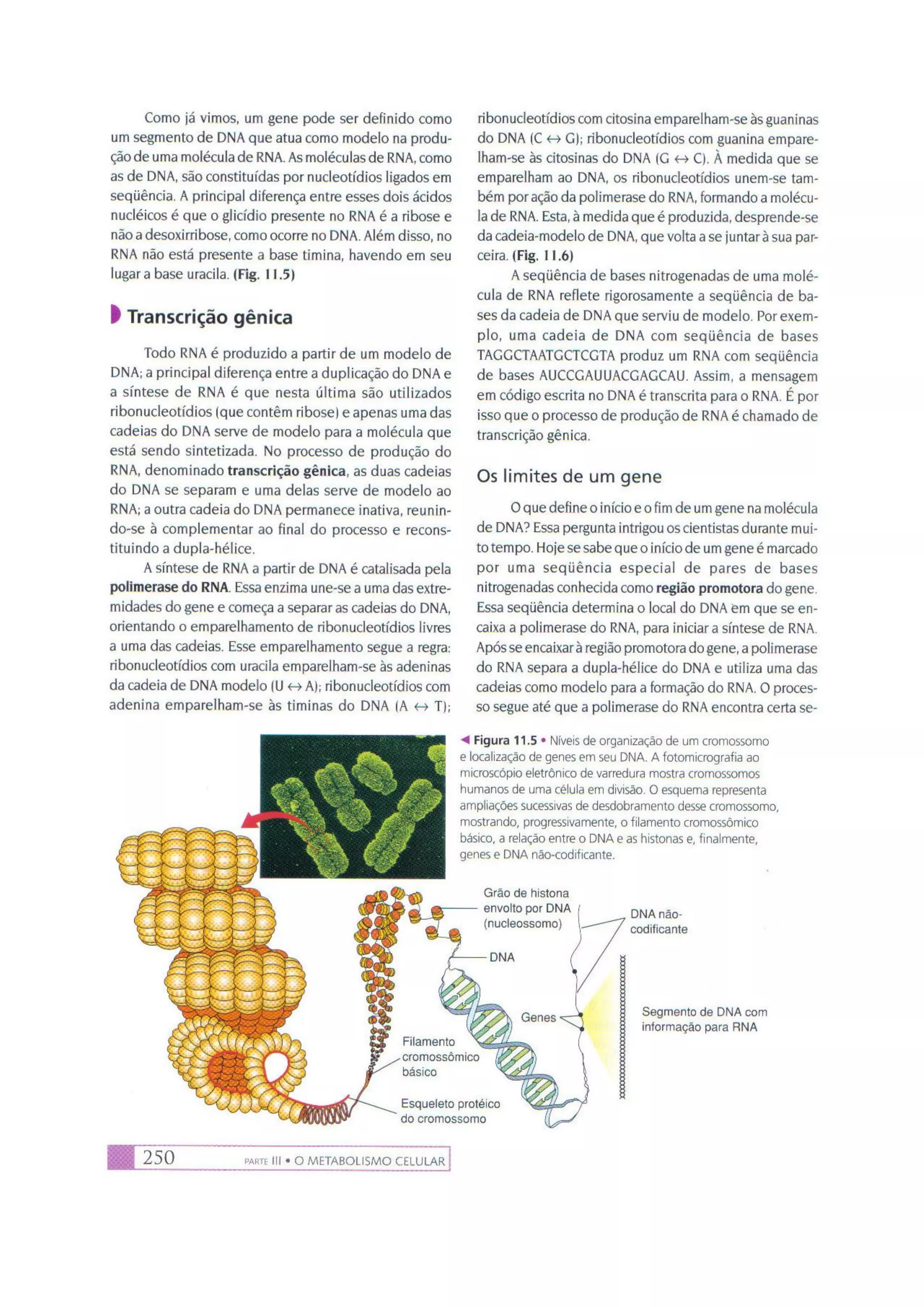 Biologia das células volume 1 (amabis e martho)