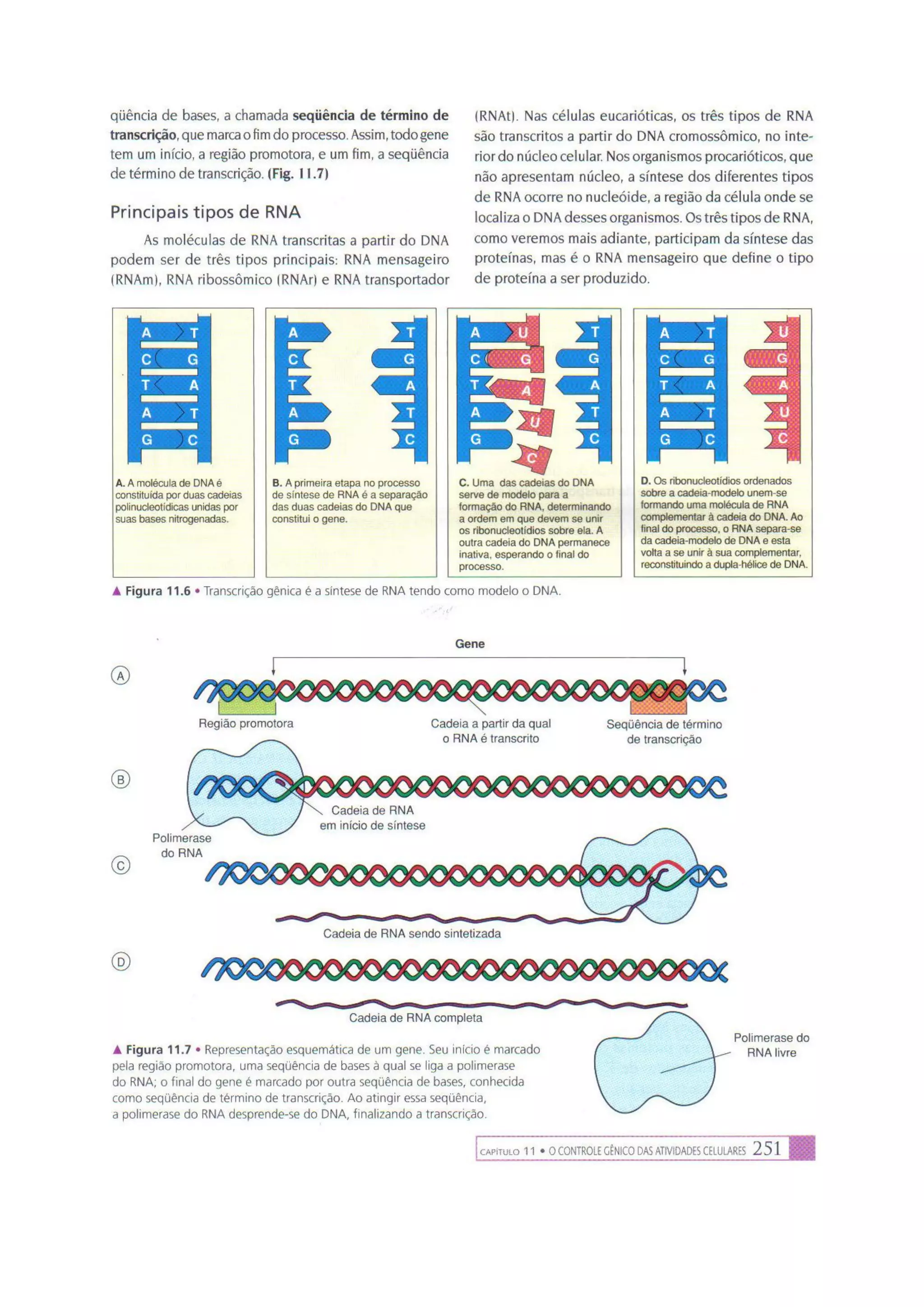 Biologia das células volume 1 (amabis e martho)