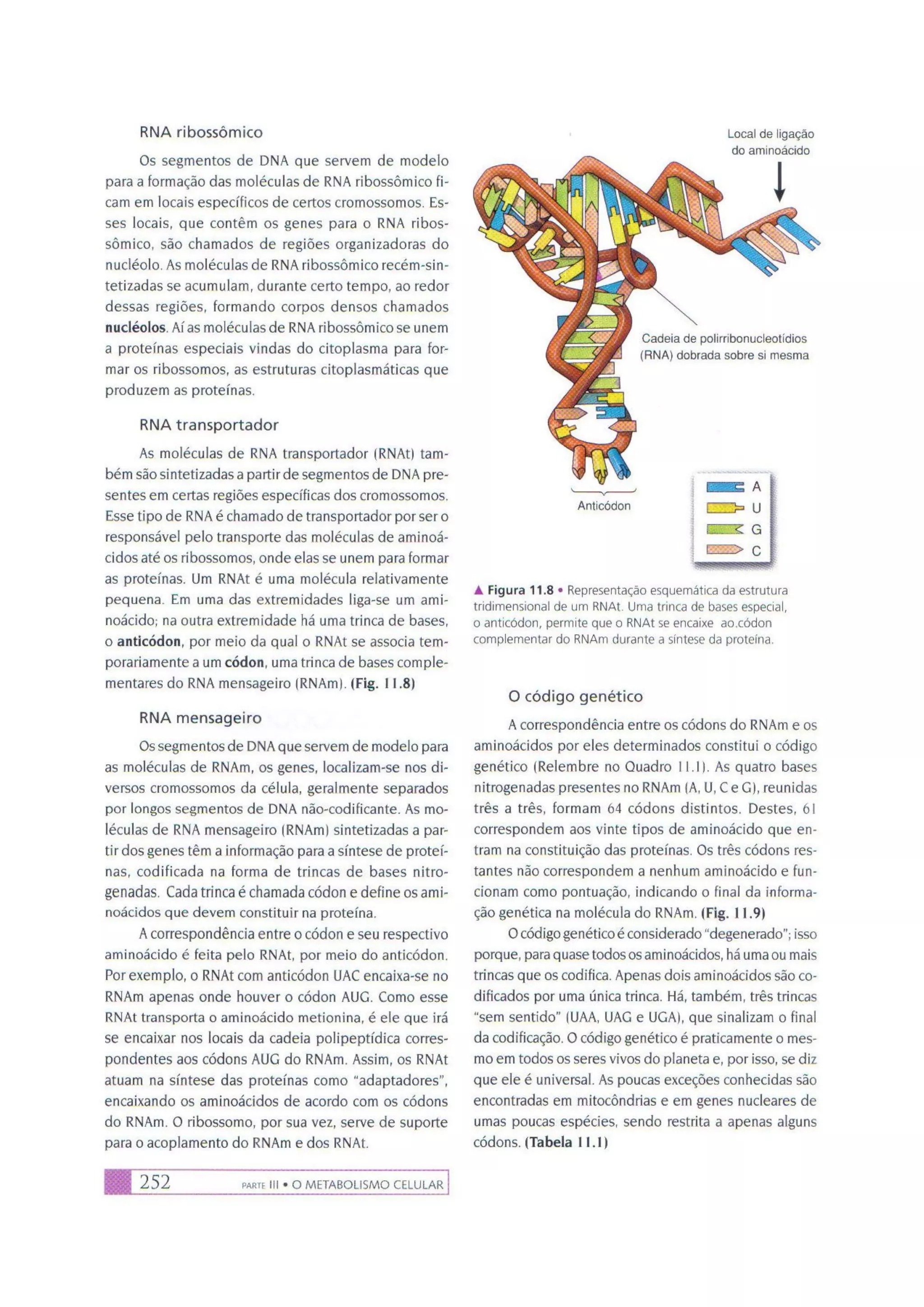 Biologia das células volume 1 (amabis e martho)