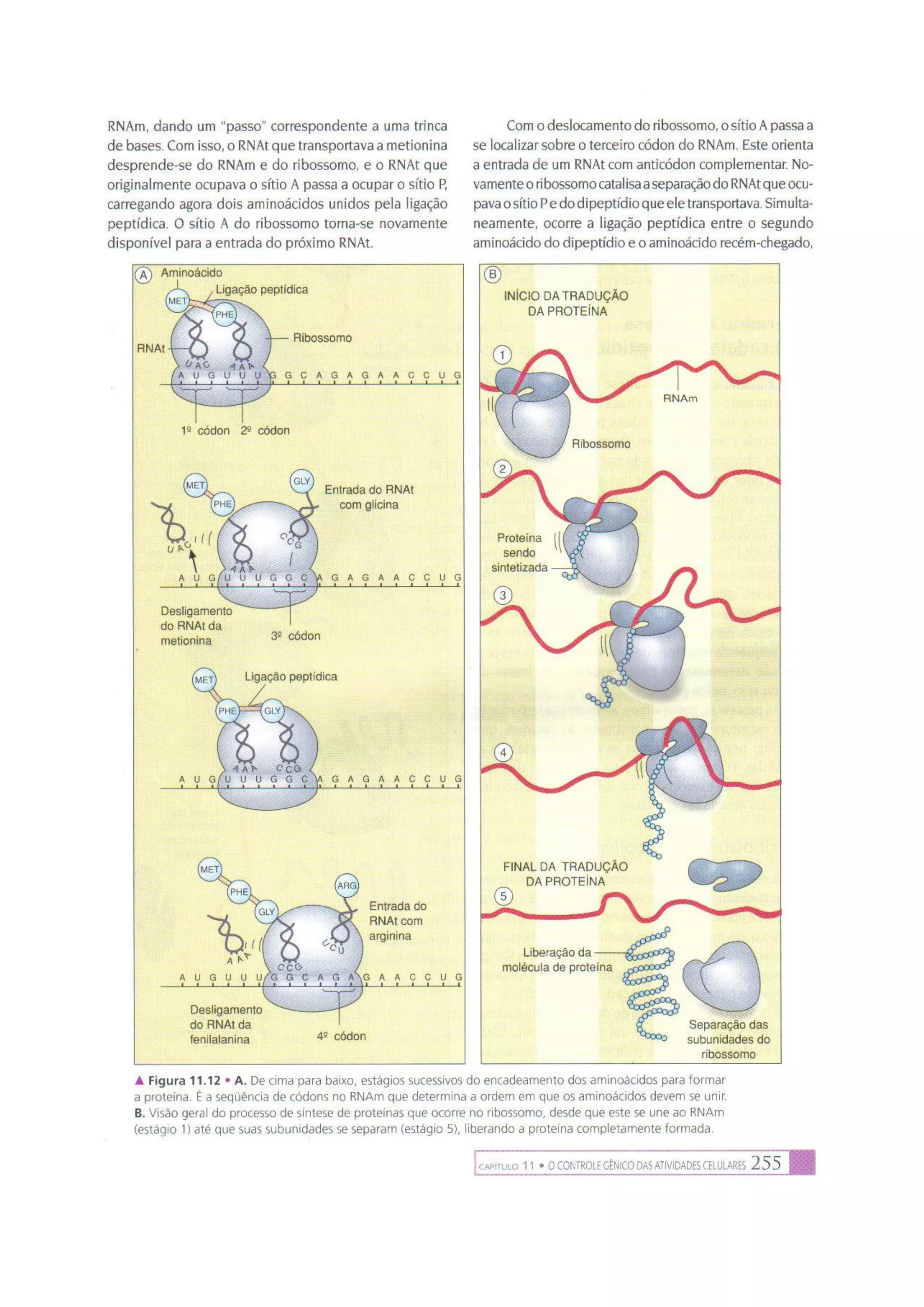 Biologia das células volume 1 (amabis e martho)
