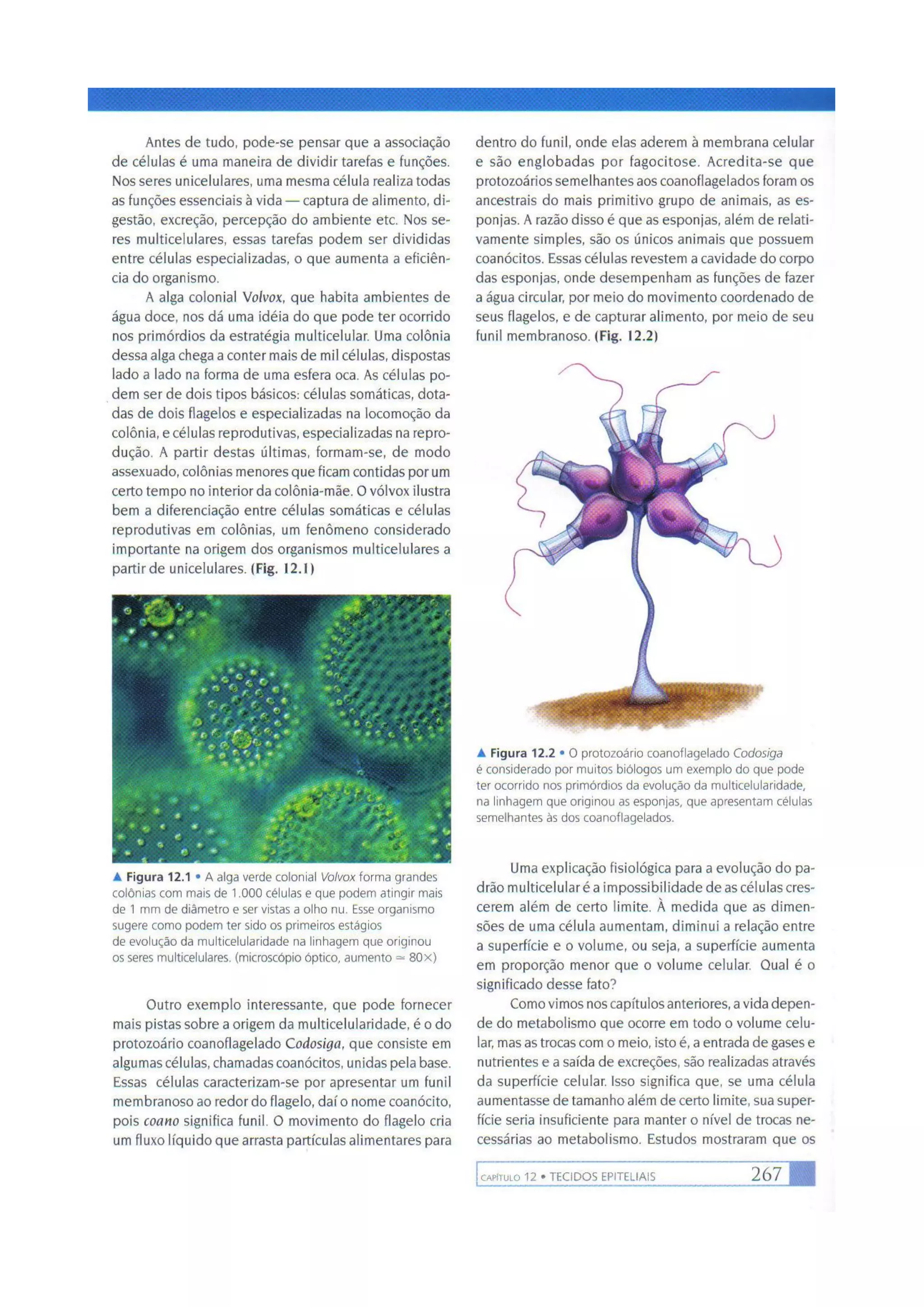 Biologia das células volume 1 (amabis e martho)