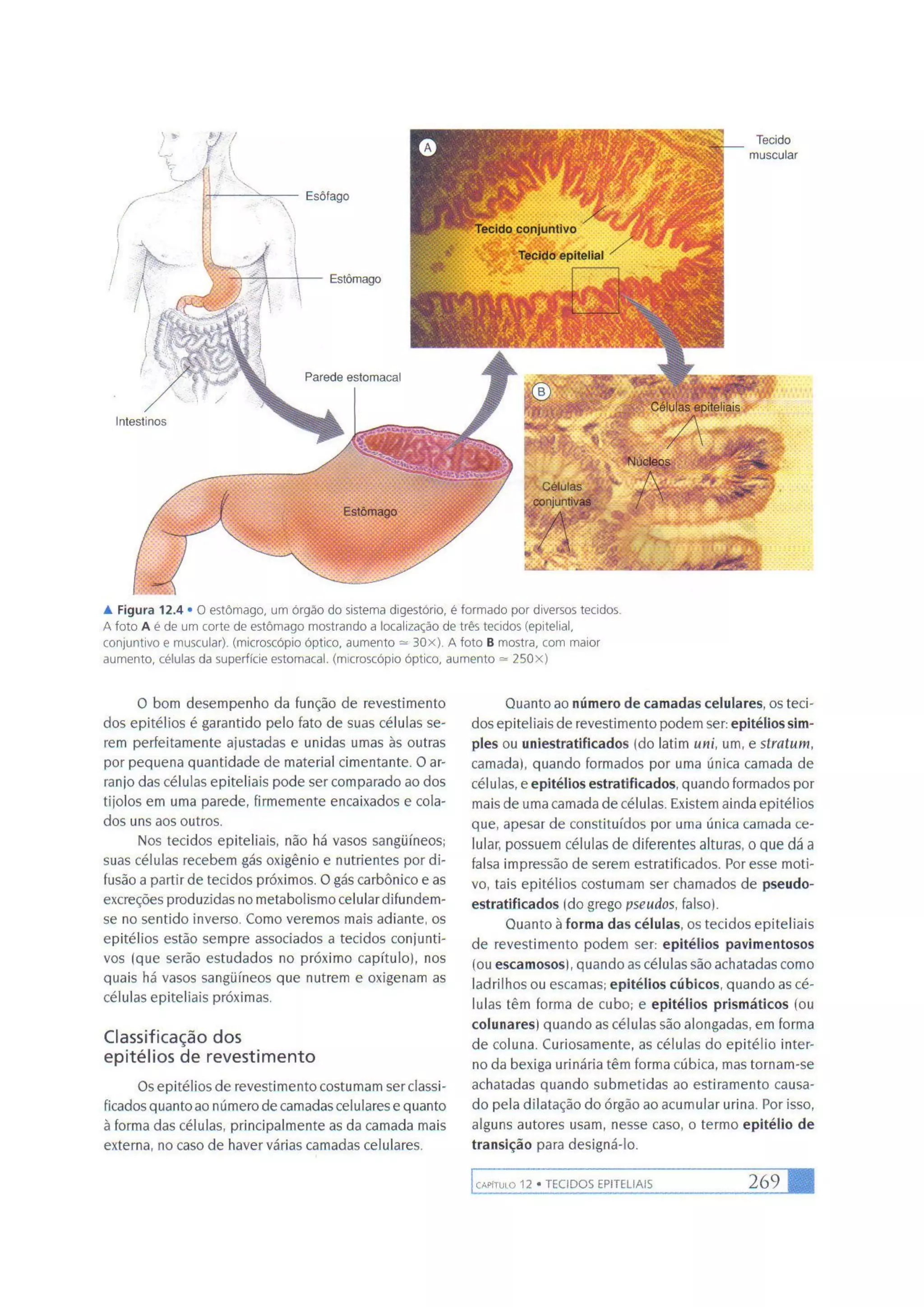 Biologia das células volume 1 (amabis e martho)