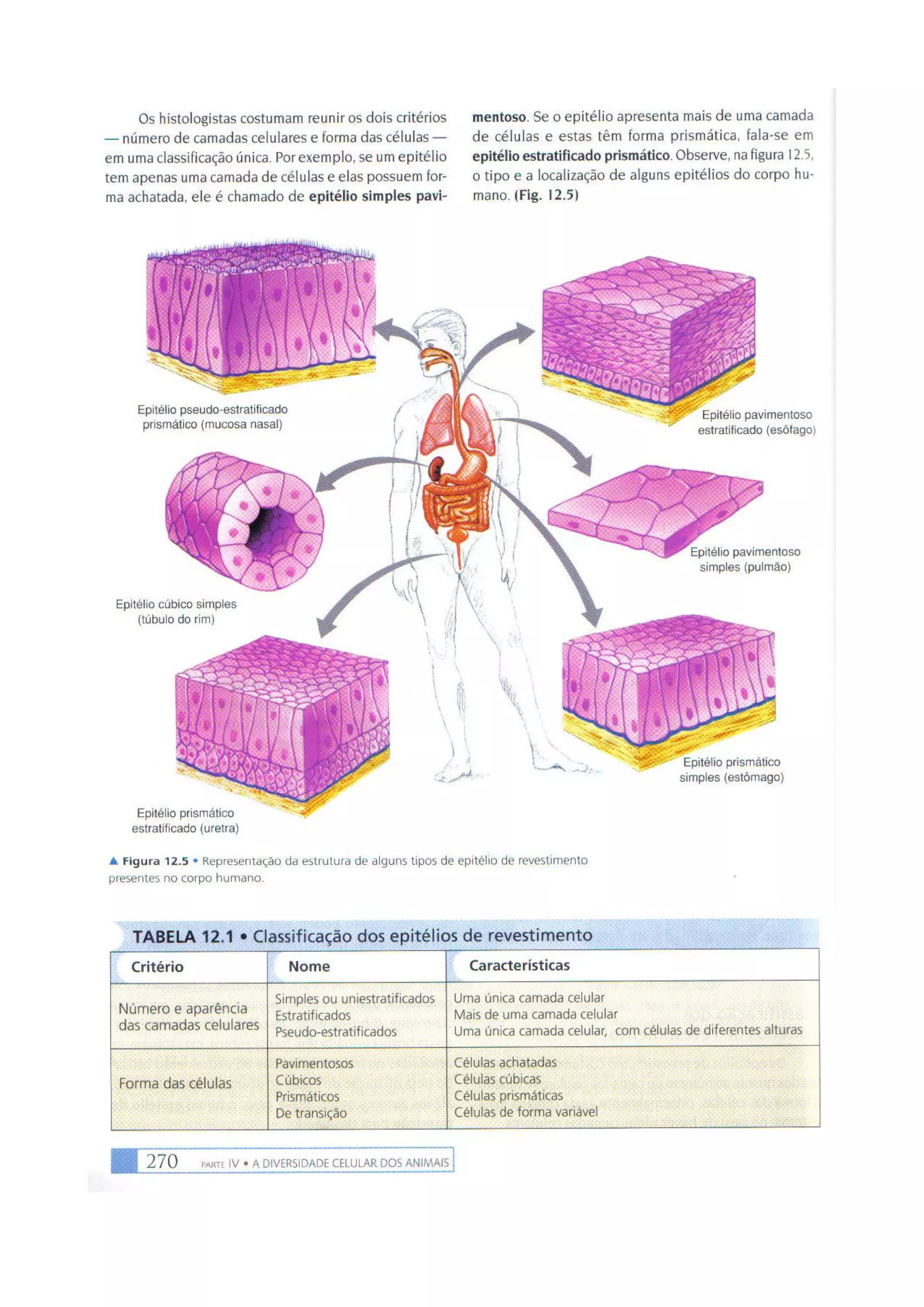 Biologia das células volume 1 (amabis e martho)