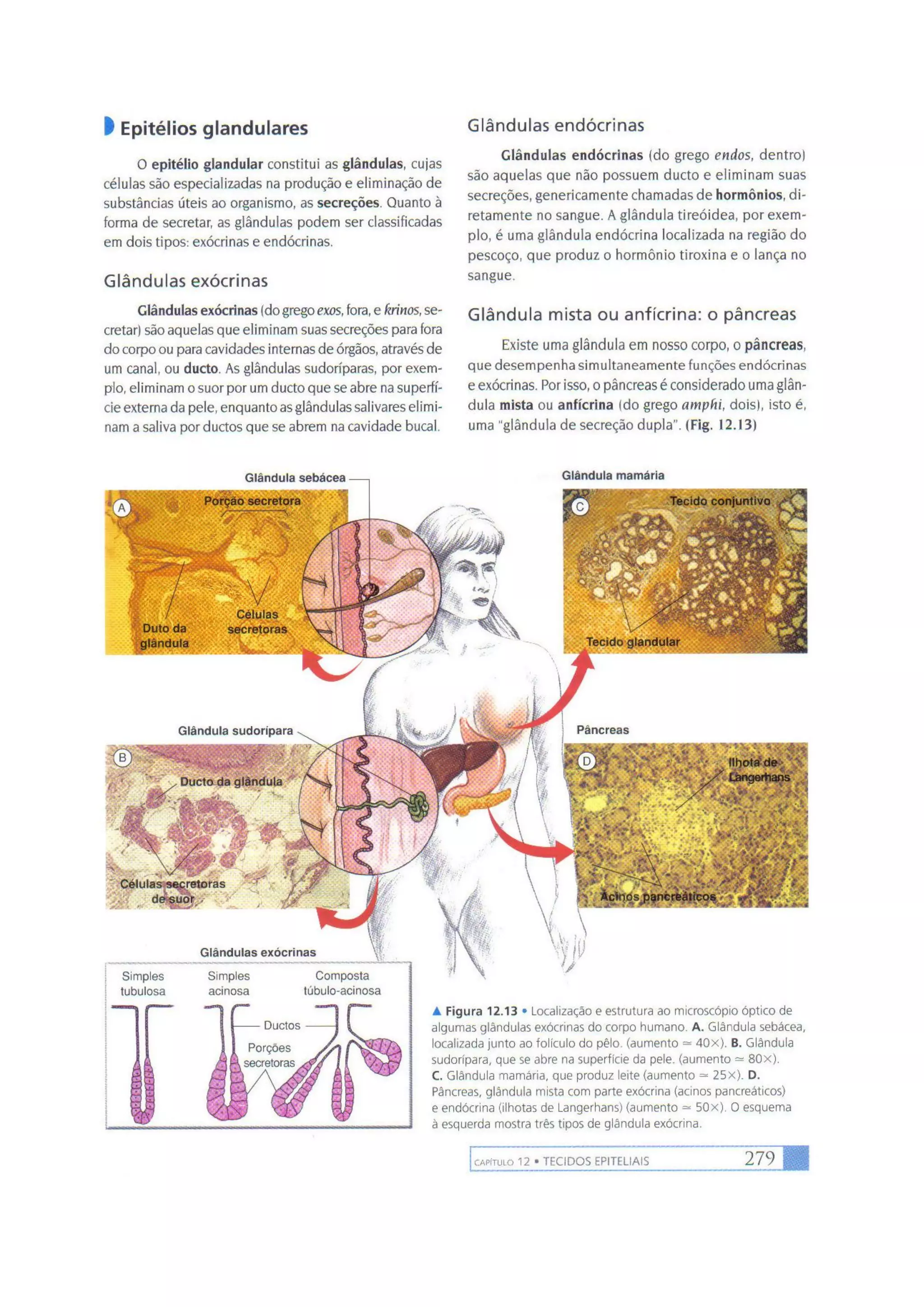 Biologia das células volume 1 (amabis e martho)