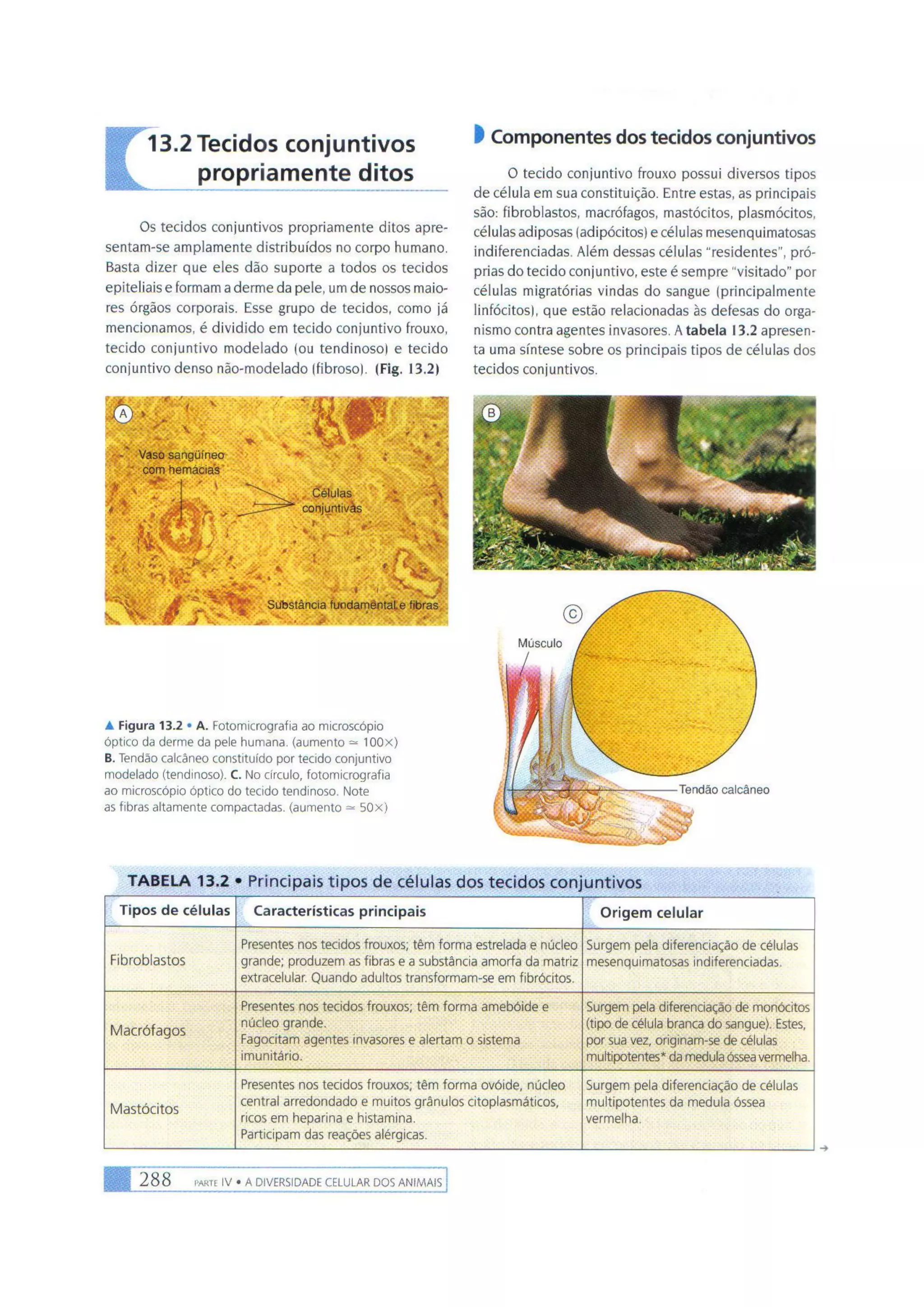 Biologia das células volume 1 (amabis e martho)